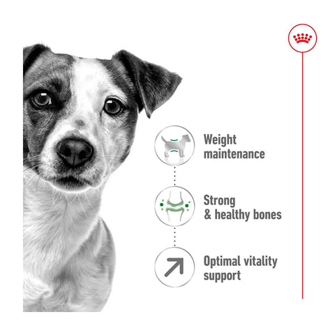 Royal Canin Mini Adult 8+ Dry Dog Food 2kg