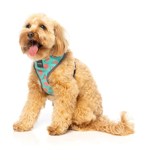 FuzzYard Summer Punch Dog Harness