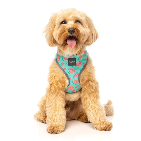 FuzzYard Summer Punch Dog Harness