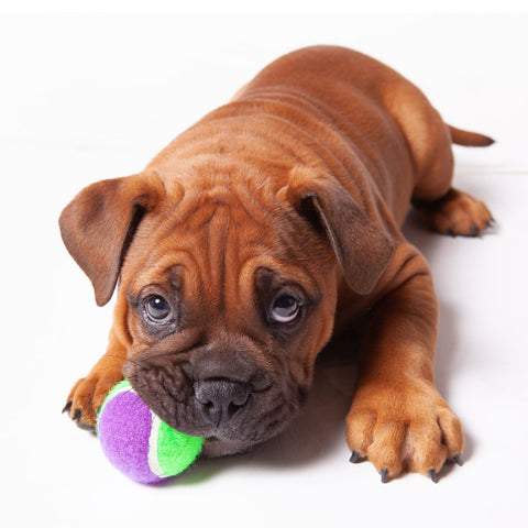 Kazoo Puncture-Proof Tennis Ball Asssorted Dog Toy