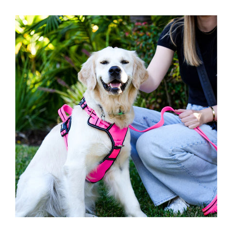 DOOG Neotech Dog Harness Lady