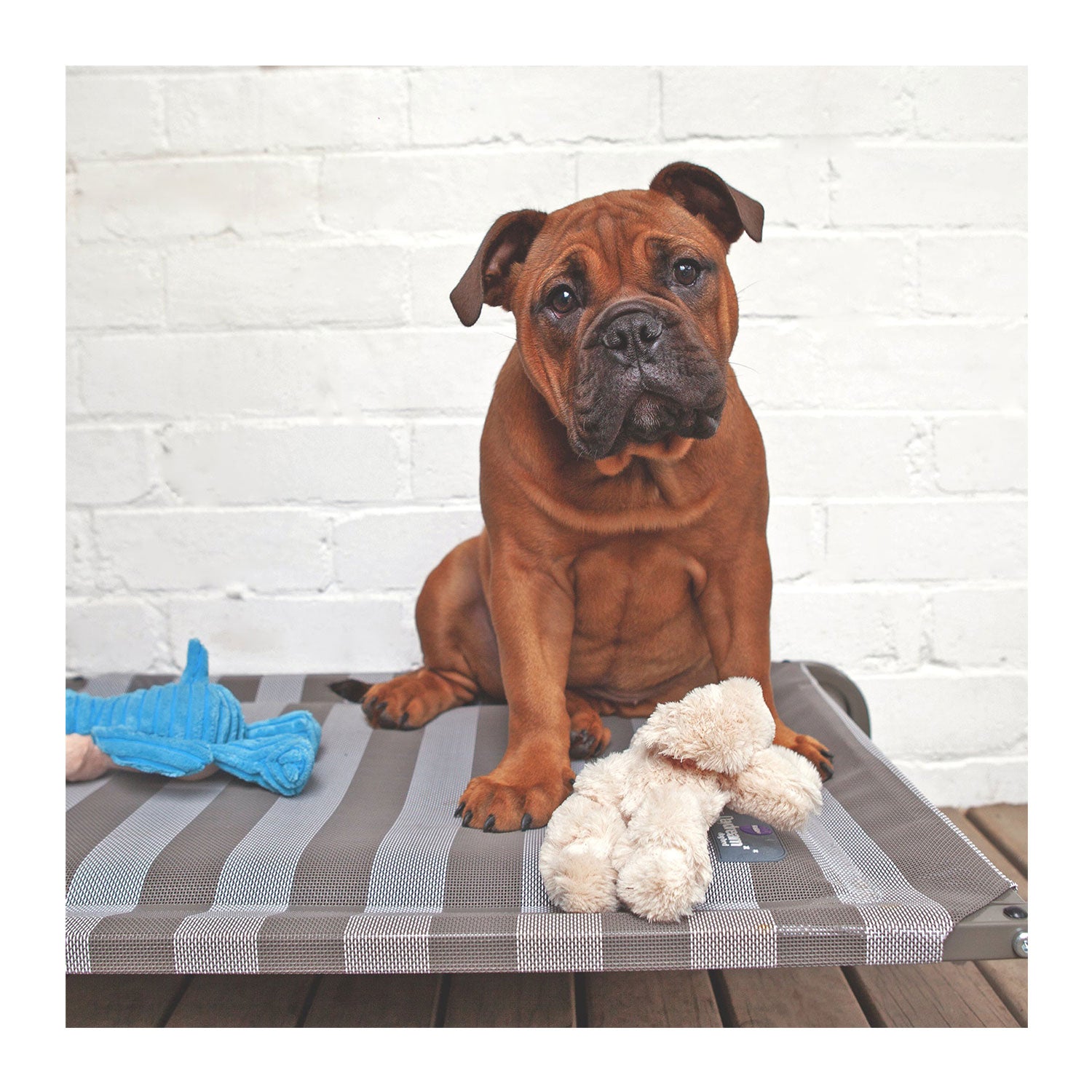Kazoo daydream dog bed outlet