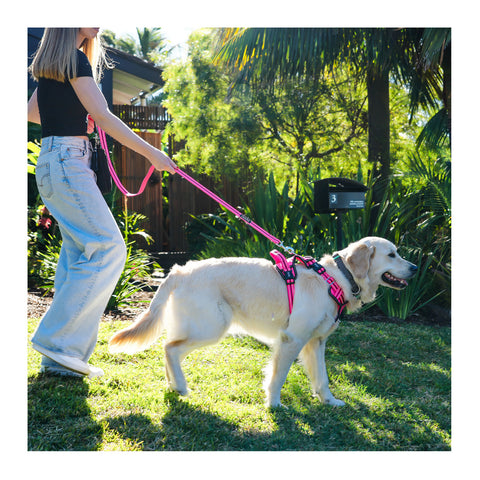 DOOG Neoprene Dog Lead Lady