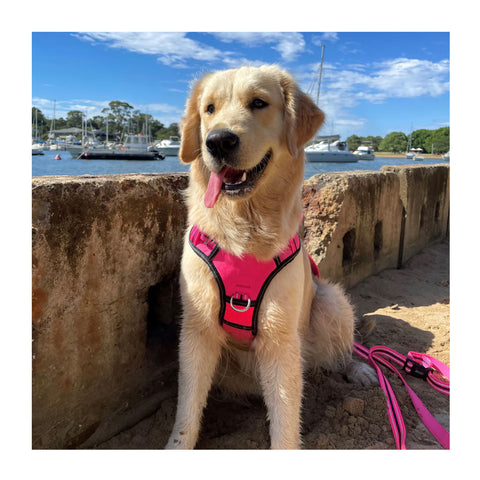 DOOG Neotech Dog Harness Lady