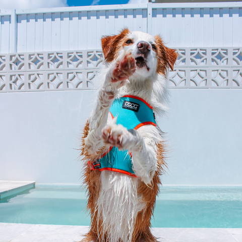 DOOG Neoflex Dog Harness Beethoven