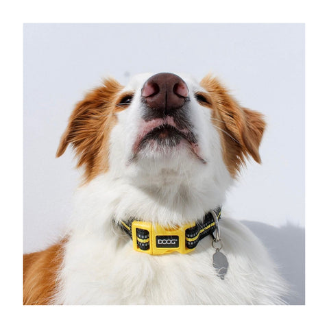 DOOG Neoprene Dog Collar Bolt