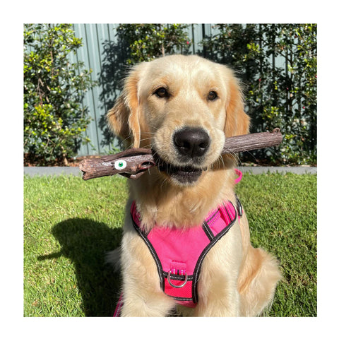 DOOG Stick Family Twiggy (Wife) Dog Toy