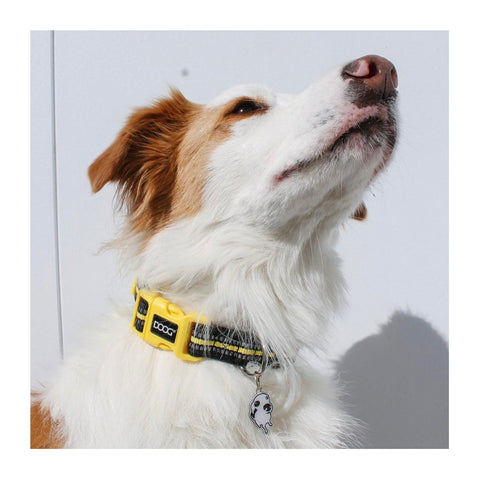 DOOG Neoprene Dog Collar Bolt