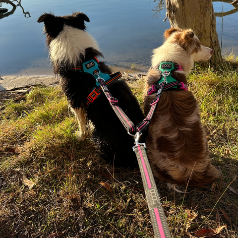 DOOG Dual Walker Leash