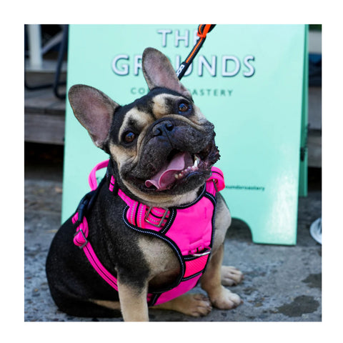 DOOG Neotech Dog Harness Lady