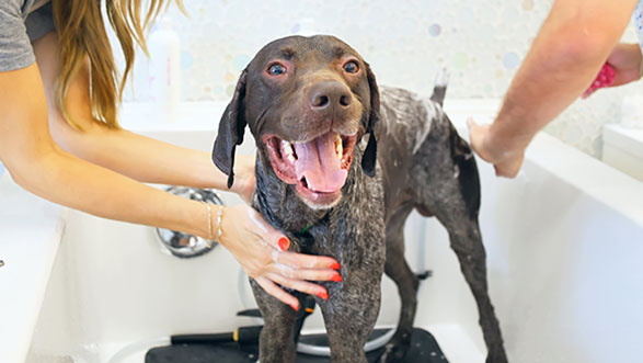 DIY Dog Wash