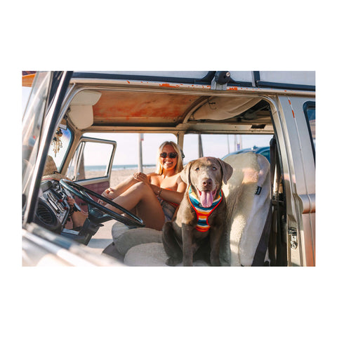 DOOG Neoflex Dog Harness Scout