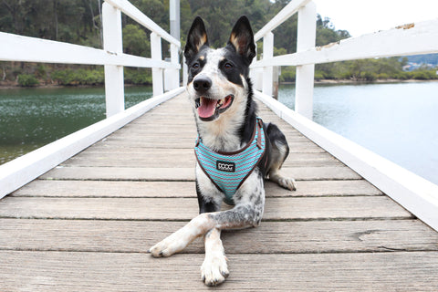 DOOG Neoflex Dog Harness Benji