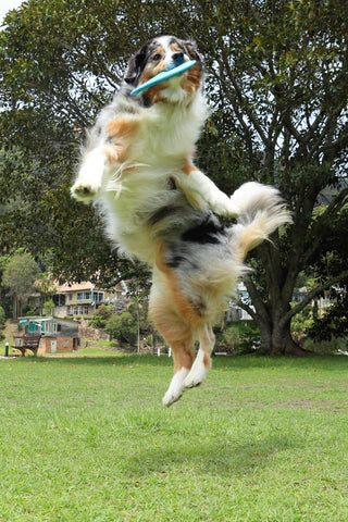 DOOG Fetchables Fetch A Disc Dog Toy