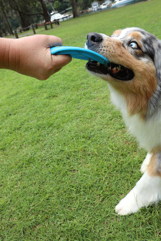 DOOG Fetchables Fetch A Disc Dog Toy