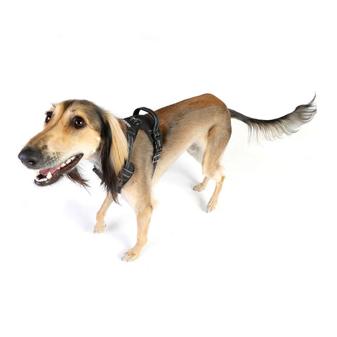 DOOG Neotech Dog Harness Black