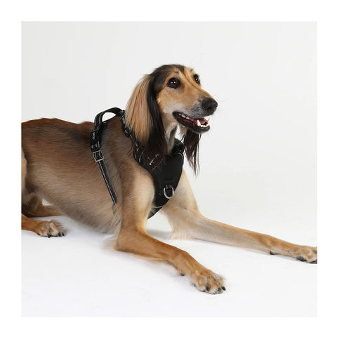 DOOG Neotech Dog Harness Black