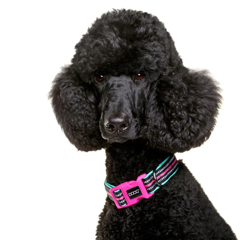 DOOG Neoprene Dog Collar Rin Tin Tin