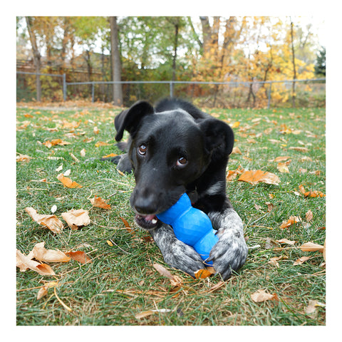 KONG Genius Mike Dog Toy