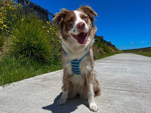 DOOG Neoflex Dog Harness Pluto