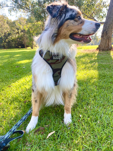 DOOG Neoflex Dog Harness Bruiser