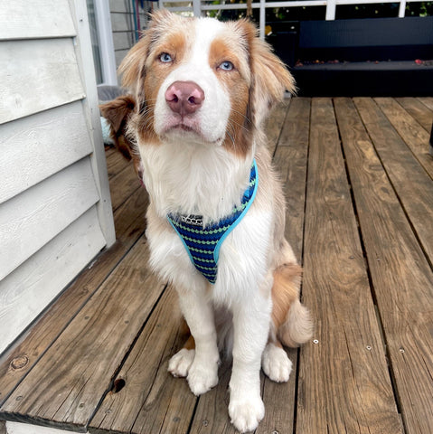 DOOG Neoflex Dog Harness Pluto
