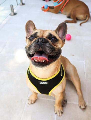 DOOG Neoflex Dog Harness Bolt
