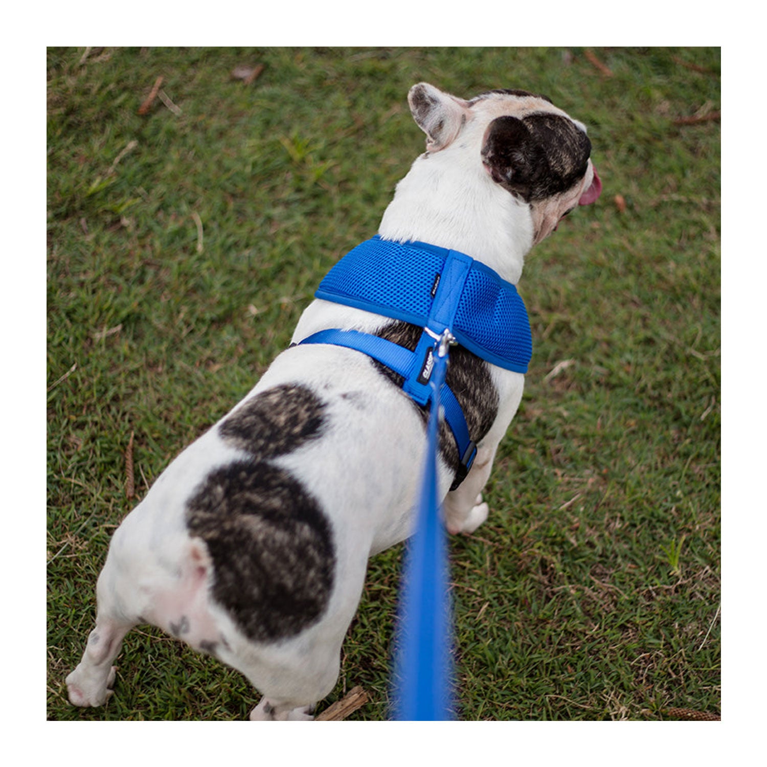 Kazoo dog harness outlet