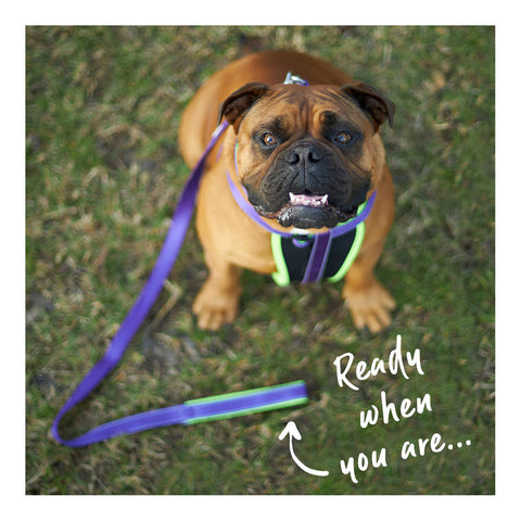 Kazoo Active Dog Lead Purple & Lime