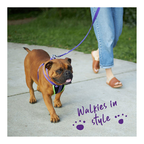 Kazoo Active Dog Lead Purple & Lime