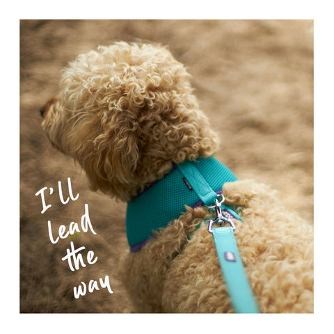 Kazoo Active Dog Lead Aqua & Purple