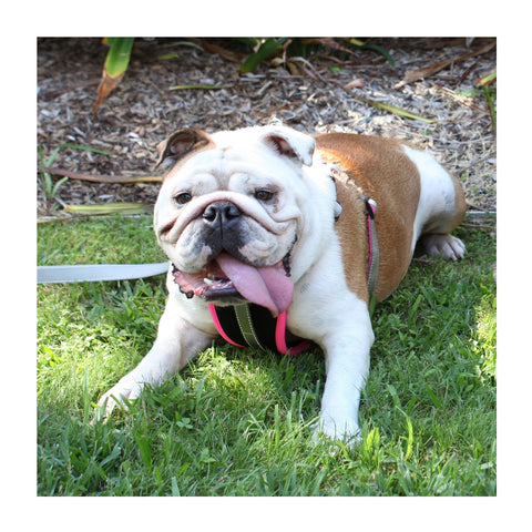 Kazoo Active Dog Lead Silver & Pink