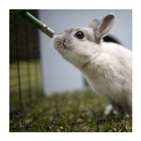 Kazoo Guinea Pig Drinking Bottle 250ml