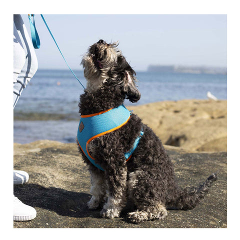 Kazoo Active Soft Walking Dog Harness Ocean Sunrise