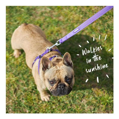 Kazoo Active Dog Lead Purple & Lime