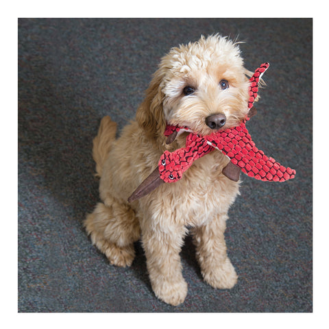 KONG Dynos Pterodactyl Cat Toy