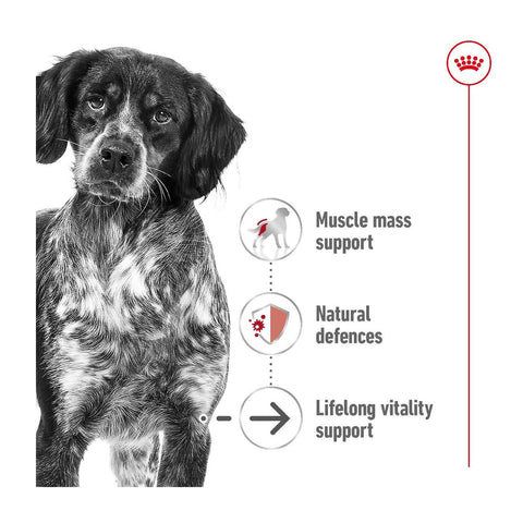 Royal Canin Medium Ageing 10+ Dry Dog Food 15kg