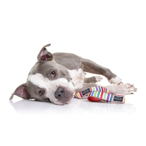DOOG Neoprene Dog Lead Scooby