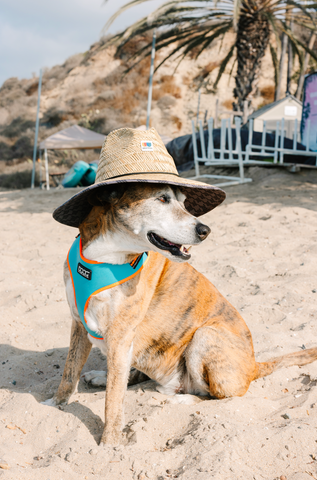 DOOG Neoflex Dog Harness Beethoven