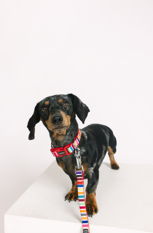 DOOG Neoprene Dog Lead Scooby
