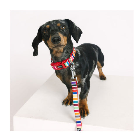 DOOG Neoprene Dog Lead Scooby