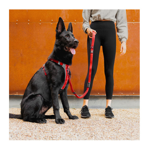 EzyDog X-Link Harness