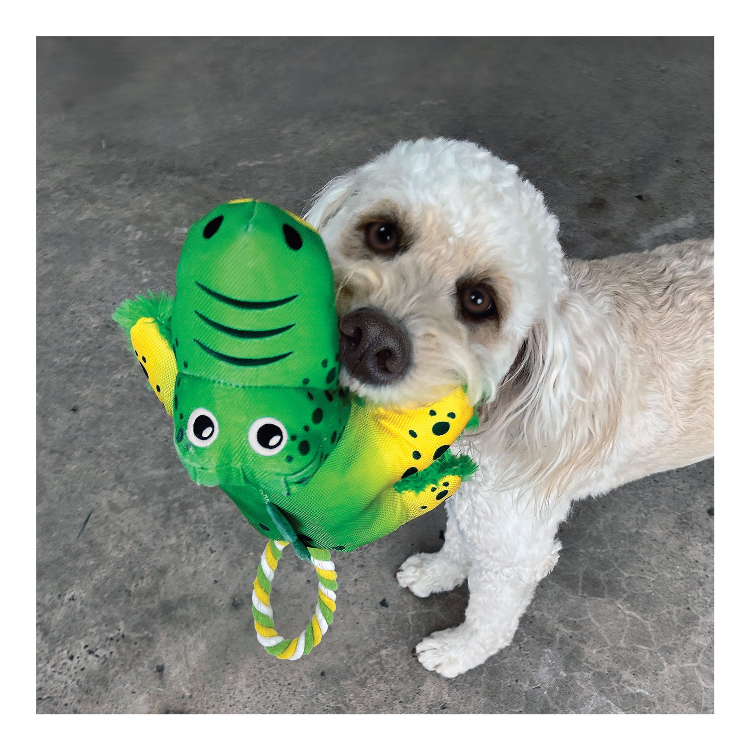 Kong crocodile dog toy online