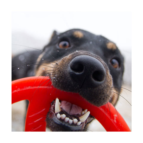 Bionic Toss 'n Tugg Dog Toy