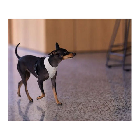 FuzzYard Life Sandstone Dog Harness