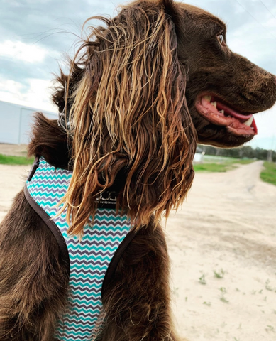DOOG Neoflex Dog Harness Benji